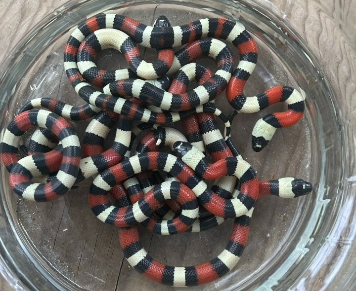 Pueblan Milk Snakes